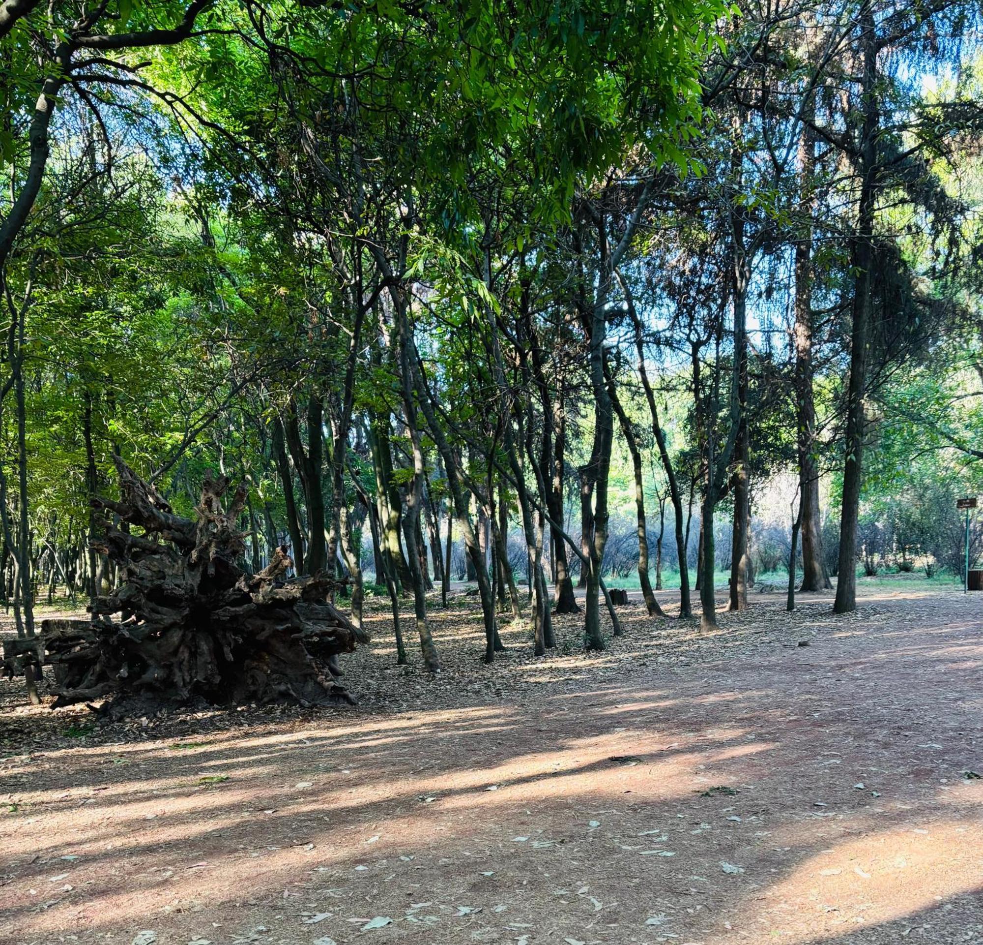 Villa Coyoacan Μεξικό Εξωτερικό φωτογραφία